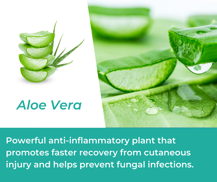 How Aloe Vera is Used in Mountain Ice Pain Relief Gel