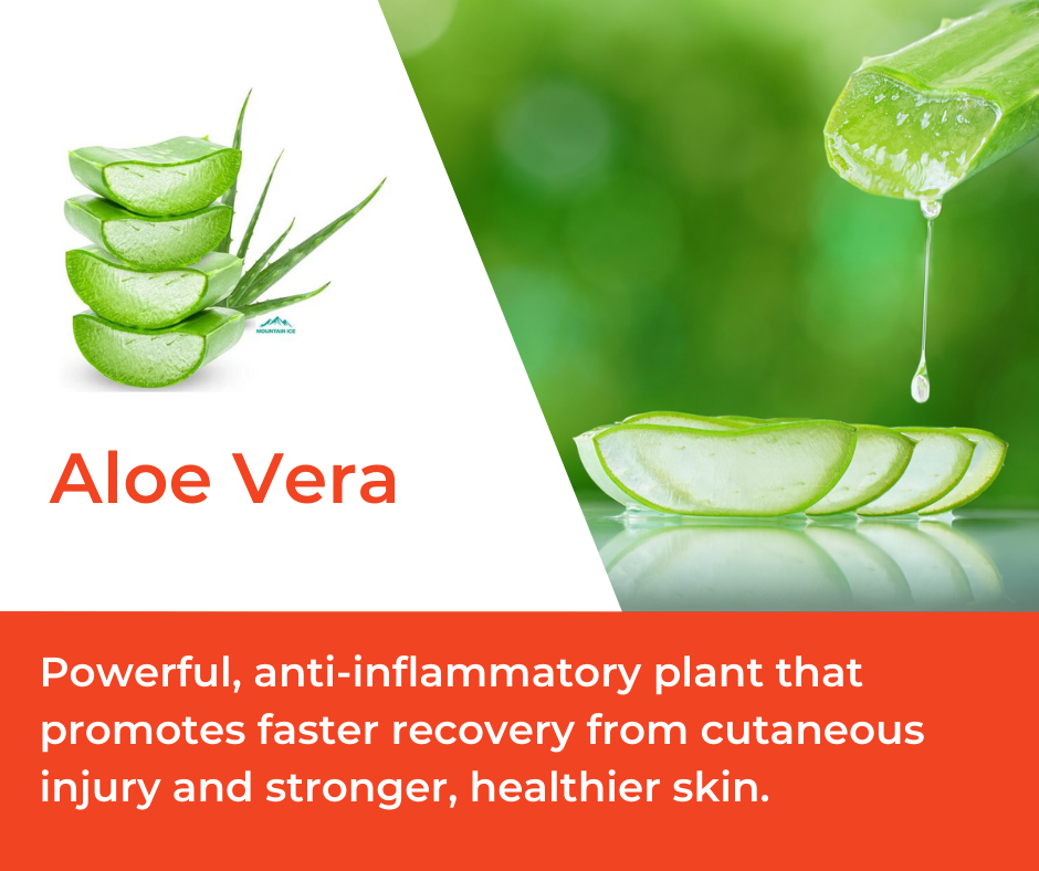 How Aloe Vera is Used in Mountain Ice Sports Recovery Gel  Mountain Ice  Pain Relief Gel