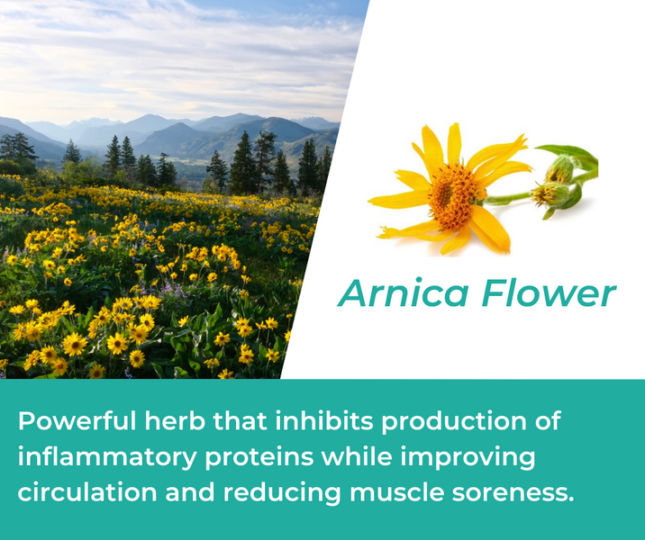 How Arnica Flower is Used in Mountain Ice Pain Relief Gel