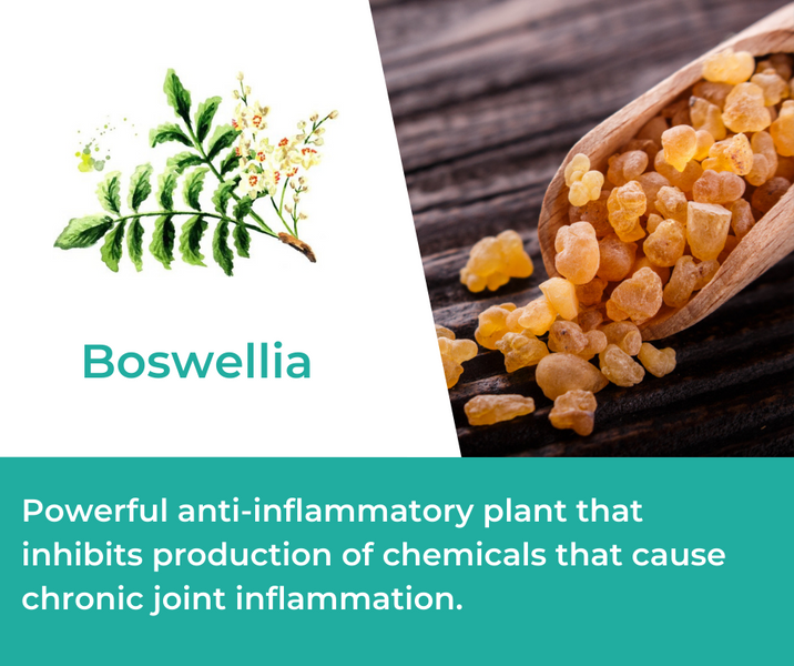 How Boswellia is Used in Mountain Ice Joint & Bone Health Complex