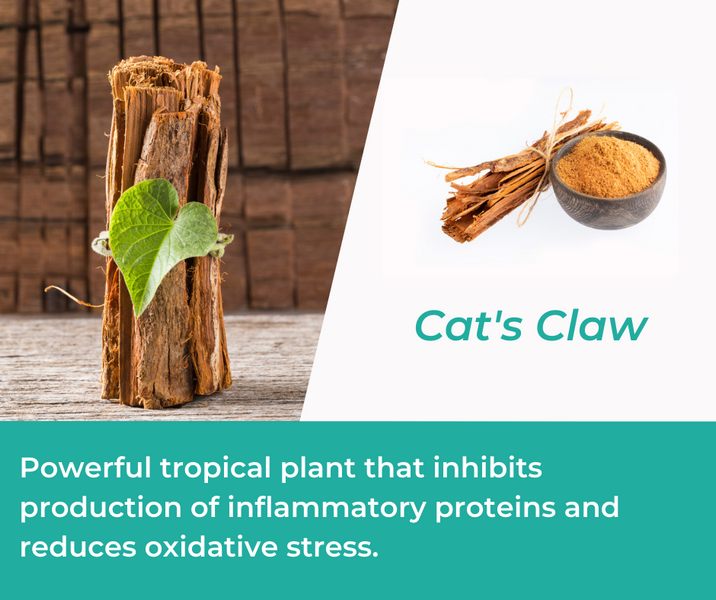 How Cat's Claw is Used in Mountain Ice Joint & Bone Health Complex