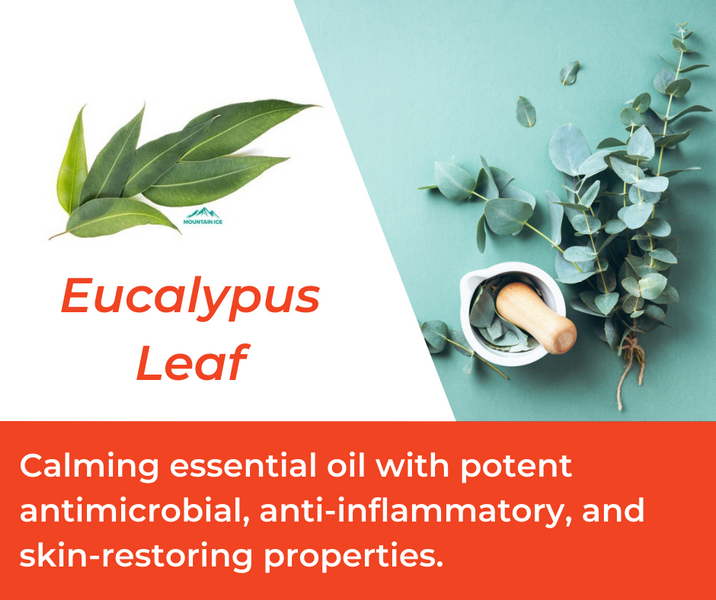 How Eucalyptus Leaf is Used in Mountain Ice Sports Recovery Gel