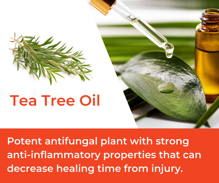 How Tea Tree Oil is Used in Mountain Ice Sports Recovery Gel