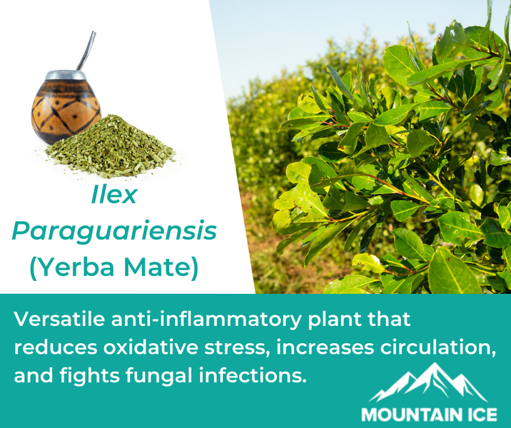 How Yerba Mate (Ilex Paraguariensis) Works in Mountain Ice Pain Relief Gel